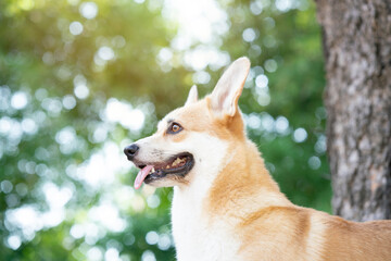 Corgi dog on the table in summer sunny day