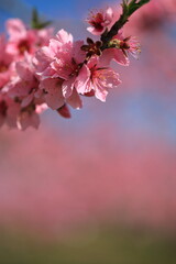 Peach blossom, 山梨の春の桃の花　
