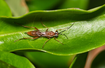 Pachysomoides fulvus parasitic wasp resting inside a green leaf. Parasitoid that lays eggs in nests of other species that their young will feed on.