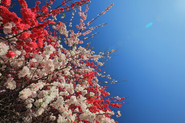 Red and white plum blossoms, 紅白の梅の花