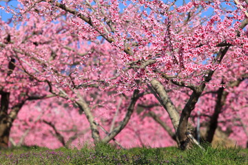 Obraz premium Peach blossom, 山梨の春の桃の花 