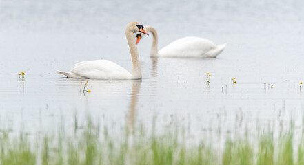 Swans Swimming on a Still Lake with Reflection