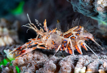 Tiger shrimp - underwater macro world of Tulamben, Bali, Indonesia.