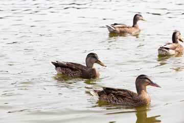 wild waterfowl on the territory of lakes