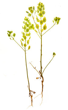 Thlaspi arvense plant isolated on white background - common weed