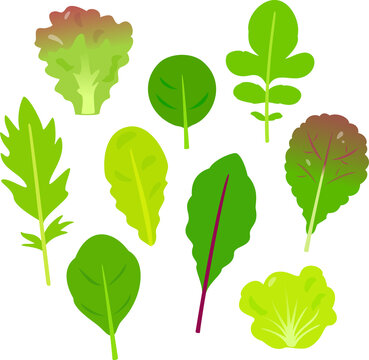 ベビーリーフ の画像 54 169 件の Stock 写真 ベクターおよびビデオ Adobe Stock