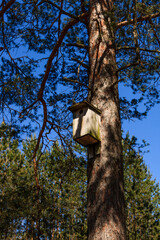 Tree in the forest and a bird cage