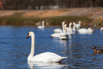 beautiful waterfowl group Swan bird on the lake in spring