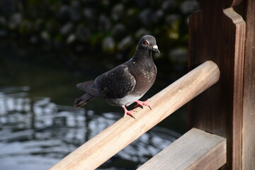 足利・鑁阿寺　太鼓橋の欄干で一息つく鳩