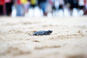 Baby turtle in the beach