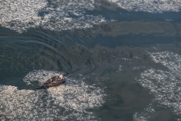 mucilage in the sea and young seagull in distress, environmental pollution,