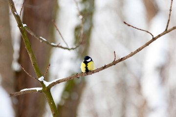 wild chickadee in the winter