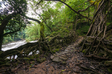 A village homestay at Mawlynoong, the Asia's cleanest village near Cherrapunji, Meghalaya of India and tranquil nature with natural root bridge. A great tourist spot.