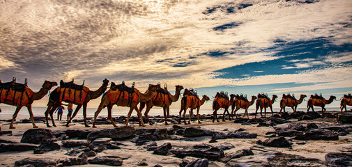 A long camel train on the beach in Broome, Western Australia