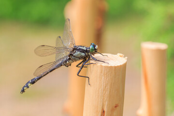 Dragonfly in the beak of a stick