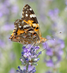 The Painted Lady (Vanessa cardui) sitting on the Lavender flower in the summer. Close up. Macro.