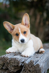 Cute Welsh Corgi puppy dog lying down on a bench in a park with a cute funky ear © Maryke