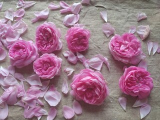 bouquet of pink roses in a vase