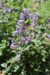 Meadow Sage In Bloom, Alexander Circle, Edmonton, Alberta