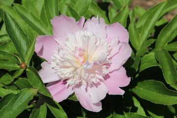 Pale Penony, Alexander Circle, Edmonton, Alberta