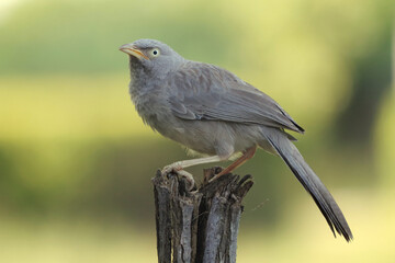 Soft focus of a jungle babbler perched on a wood against a blurry field