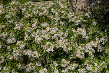 Summer Flowering White Flowers on a Mexican Orange Blossom Shrub (Choisya x dewitteana 'Aztec...
