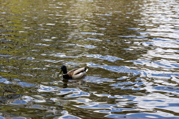 Drake duck swims on the lake. Summer day.