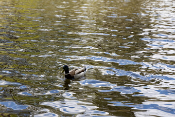 Drake duck swims on the lake. Summer day.