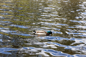 Drake duck swims on the lake. Summer day.