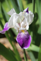 Iris In Bloom, Alexander Circle, Edmonton, Alberta
