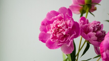 Beautiful fresh pink peony flower cut from a garden flower bed in a vase. Gardening, flower cultivation, fertilization. Place for your text.