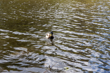 Drake duck swims on the lake. Summer day.