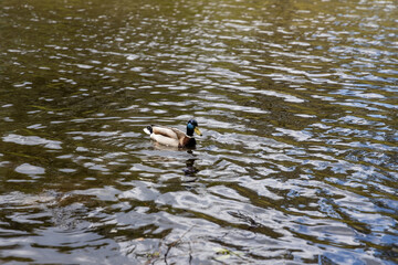 Drake duck swims on the lake. Summer day.