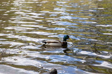 Drake duck swims on the lake. Summer day.