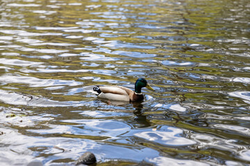 Drake duck swims on the lake. Summer day.
