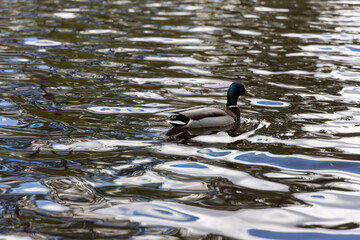 Drake duck swims on the lake. Summer day.