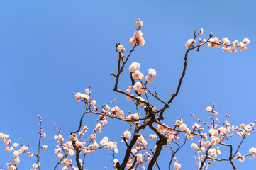 梅