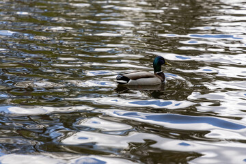 Drake duck swims on the lake. Summer day.