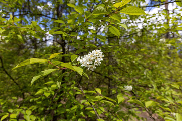 White flowers of fruit trees in spring on a background of green leaves. Detailed macro view.
