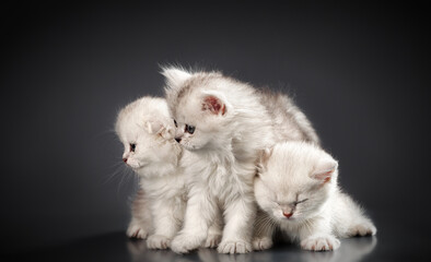 White Persian pussy cats