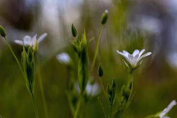 Anemone white flower on a natural background. Detailed macro view.