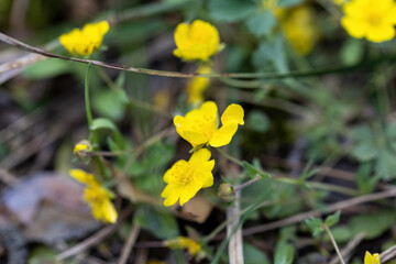 Evening primrose yellow flower on a natural background. Detailed macro view.