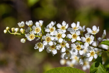 White flowers of fruit trees in spring on a background of green leaves. Detailed macro view.