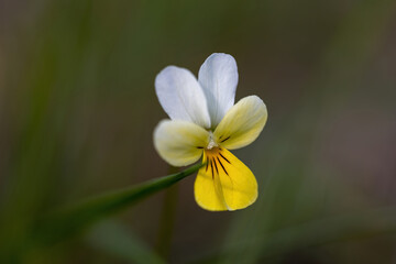 Pansy flower on a natural background. Detailed macro view.