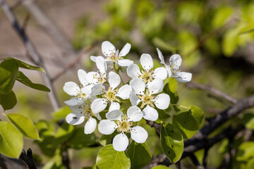 White flowers of fruit trees in spring on a background of green leaves. Detailed macro view.