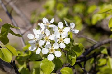 White flowers of fruit trees in spring on a background of green leaves. Detailed macro view.