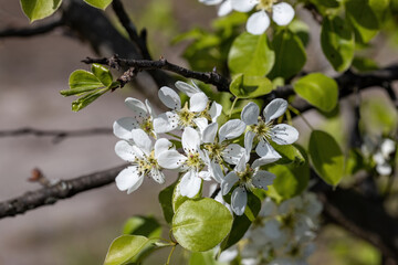 White flowers of fruit trees in spring on a background of green leaves. Detailed macro view.