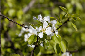 White flowers of fruit trees in spring on a background of green leaves. Detailed macro view.