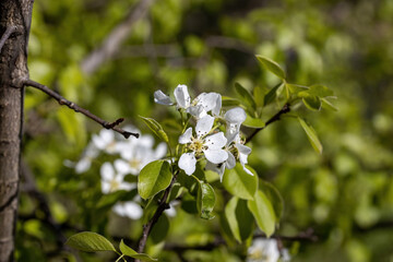 White flowers of fruit trees in spring on a background of green leaves. Detailed macro view.