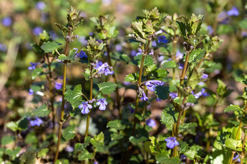 Viola cucullata purple flower on a natural background. Detailed macro view.